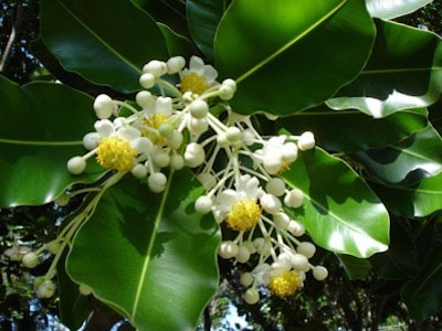 Calophyllum Inophyllum Perfume Workshop Sentosa Scent-osa fragrant plant singapore