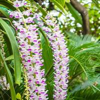 Rhynchostylis retusa (L.) Blume Perfume essential oil. Used by Singapore memories and jetaime perfumery as therapeutic orchid oil of asia